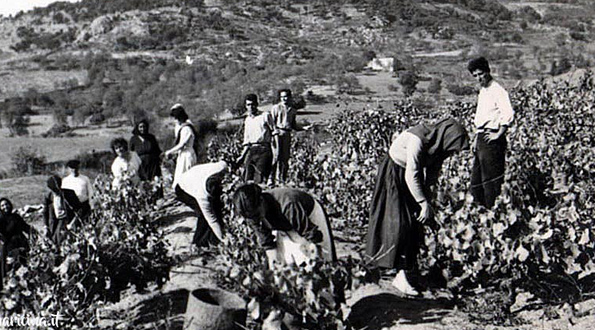 vignaioli Sardegna inizio secolo